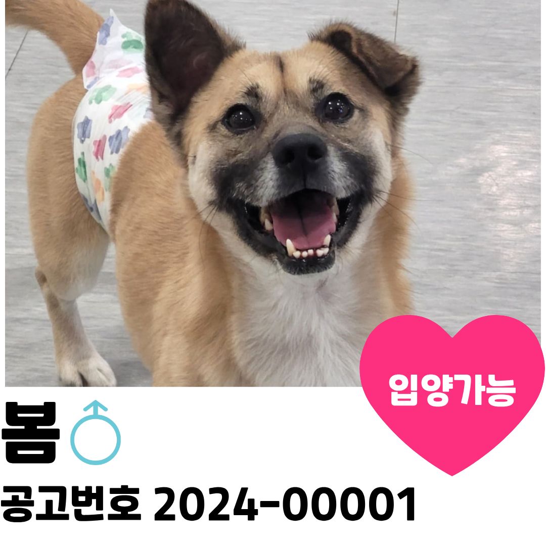 봄이의 가족을 찾아요 이미지 1 - 본문에 자세한설명을 제공합니다.