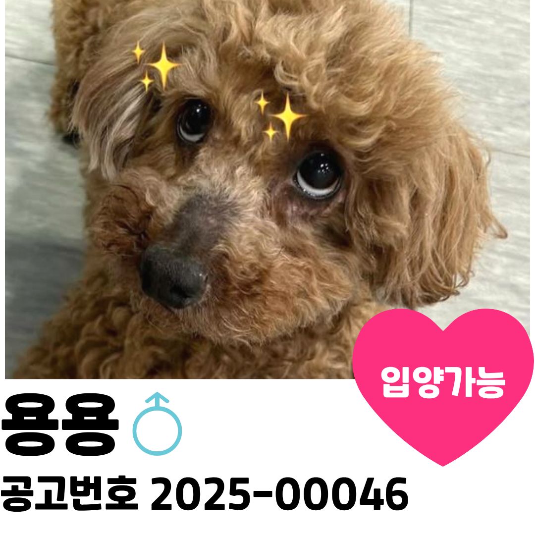 용용이의 가족을 찾아요 이미지 1 - 본문에 자세한설명을 제공합니다.