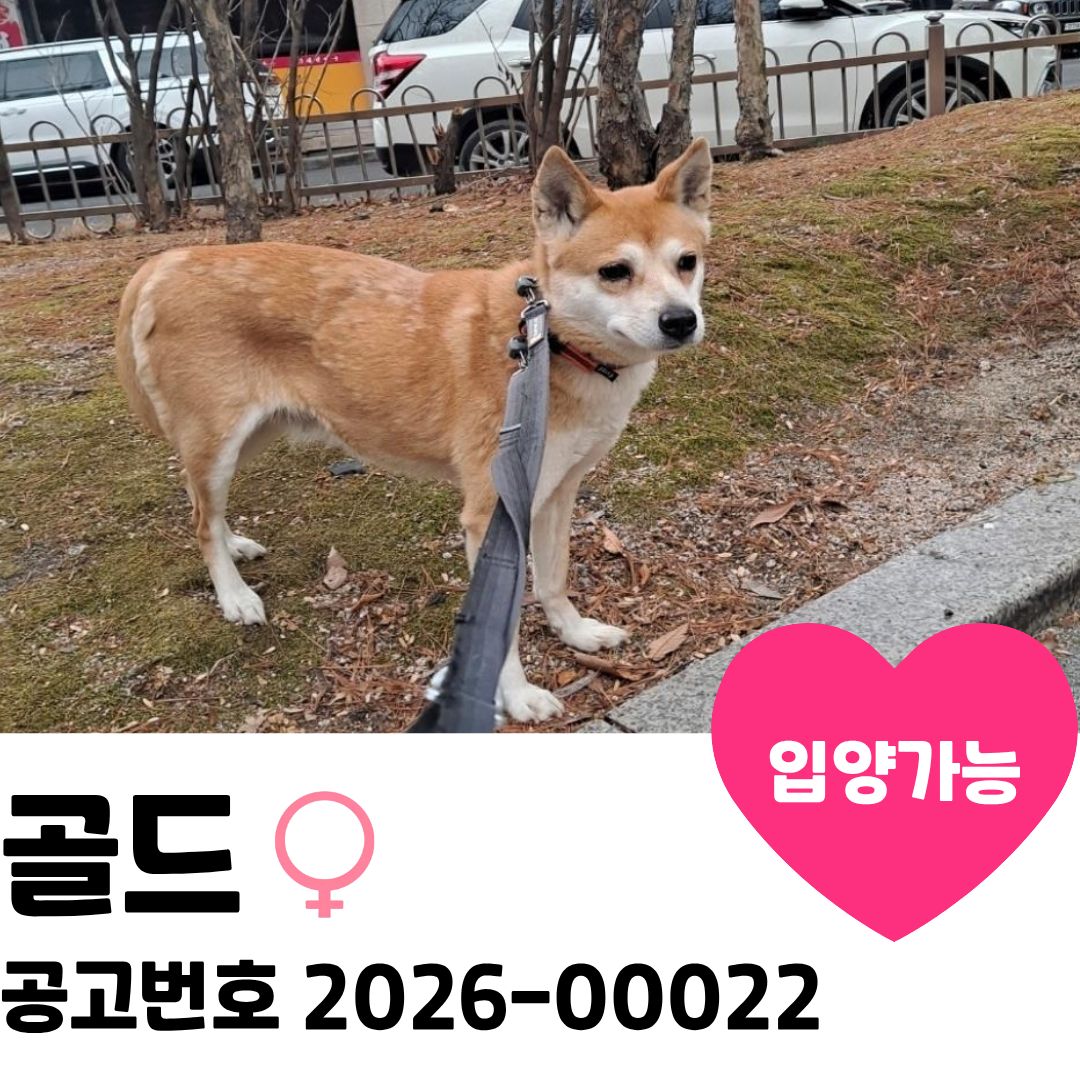 골드의 가족을 찾아요~ 이미지 1 - 본문에 자세한설명을 제공합니다.