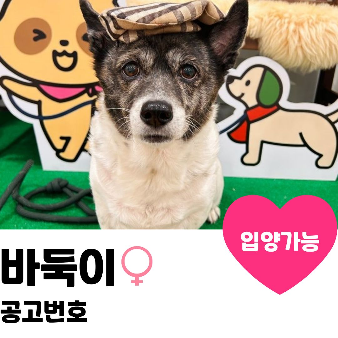 바둑이의 가족을 찾아요~ 이미지 1 - 본문에 자세한설명을 제공합니다.