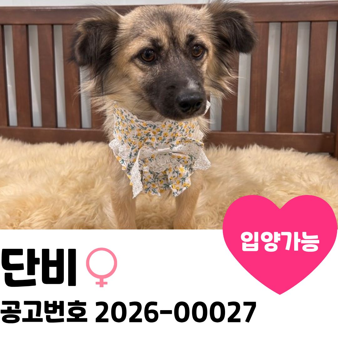 단비의 가족을 찾습니다 이미지 1 - 본문에 자세한설명을 제공합니다.