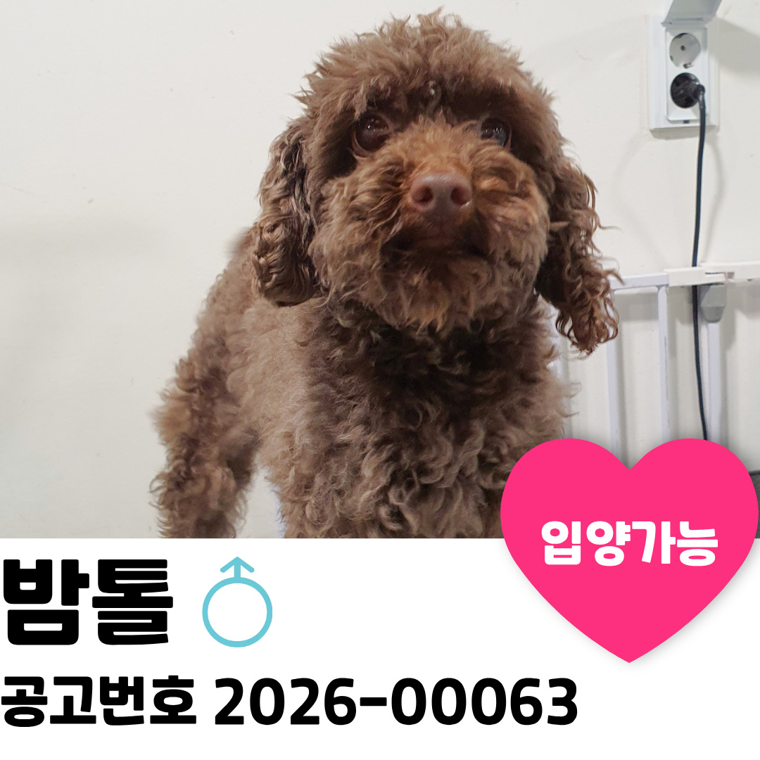 밤톨이의 가족을 찾아요. 이미지 1 - 본문에 자세한설명을 제공합니다.