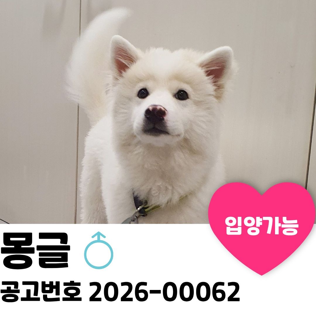 몽글이의 가족을 찾습니다. 이미지 1 - 본문에 자세한설명을 제공합니다.
