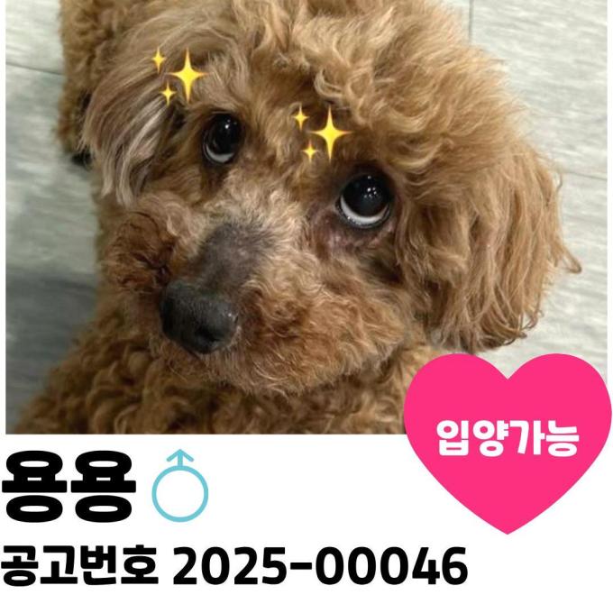 용용이의 가족을 찾아요 이미지