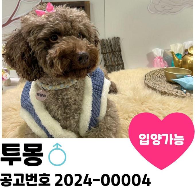 투몽이의 가족을 찾아요 이미지