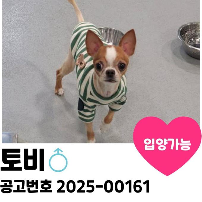 토비의 가족을 찾아요 이미지