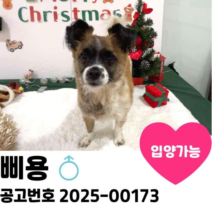 삐용이의 가족을 찾아요~ 이미지