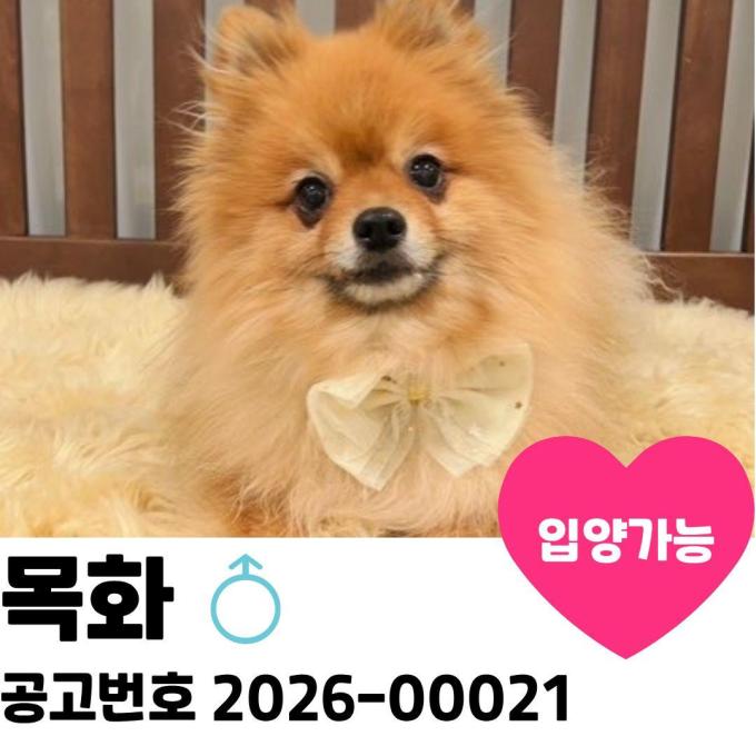 목화의 가족을 찾습니다 이미지