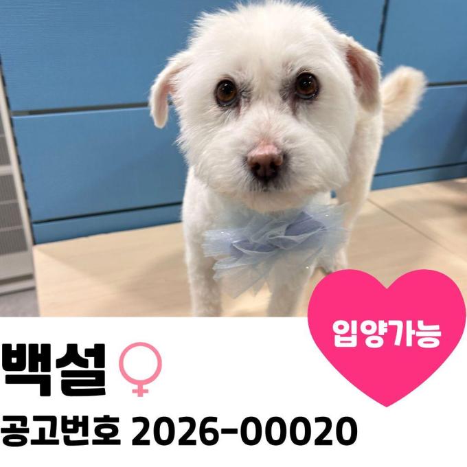 백설이의 가족을 찾습니다 이미지