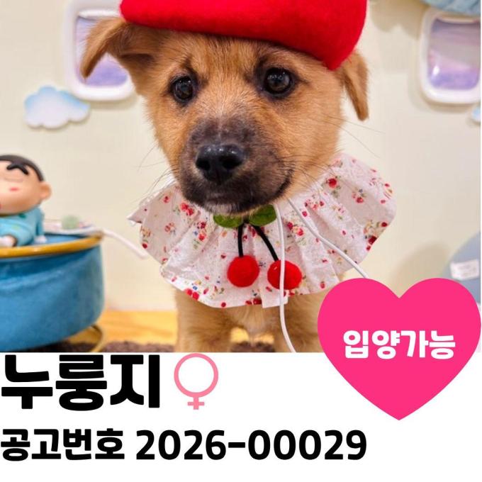 누룽지의 가족을 찾습니다 이미지