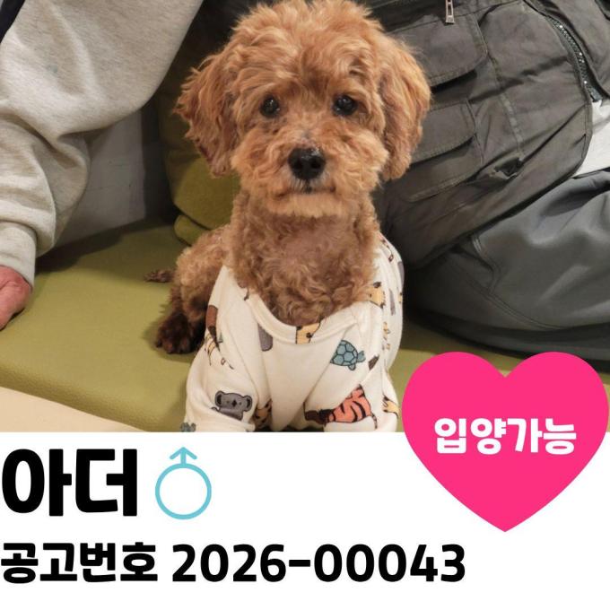 아더의 평생 가족을 찾습니다 이미지