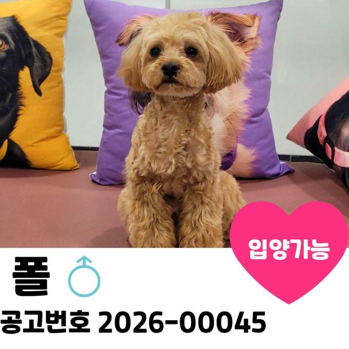 폴의 가족을 찾습니다 이미지