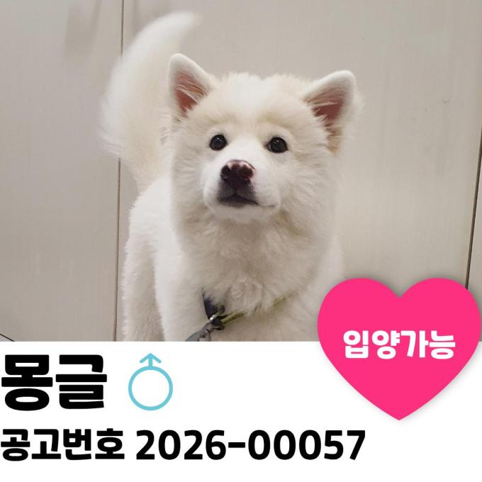 몽글이의 가족을 찾습니다. 이미지