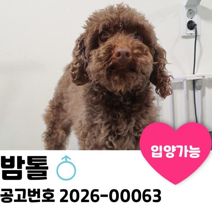 밤톨이의 가족을 찾아요. 이미지
