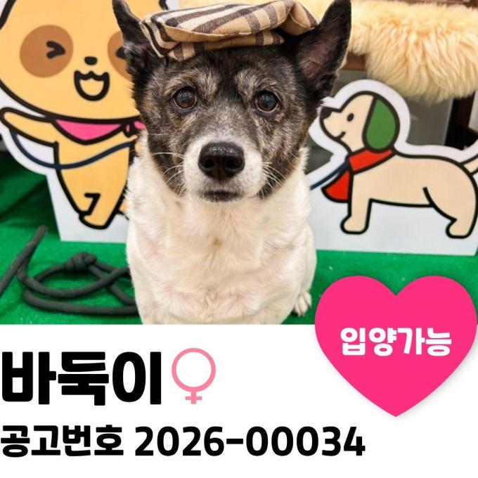 바둑이의 가족을 찾아요~ 이미지
