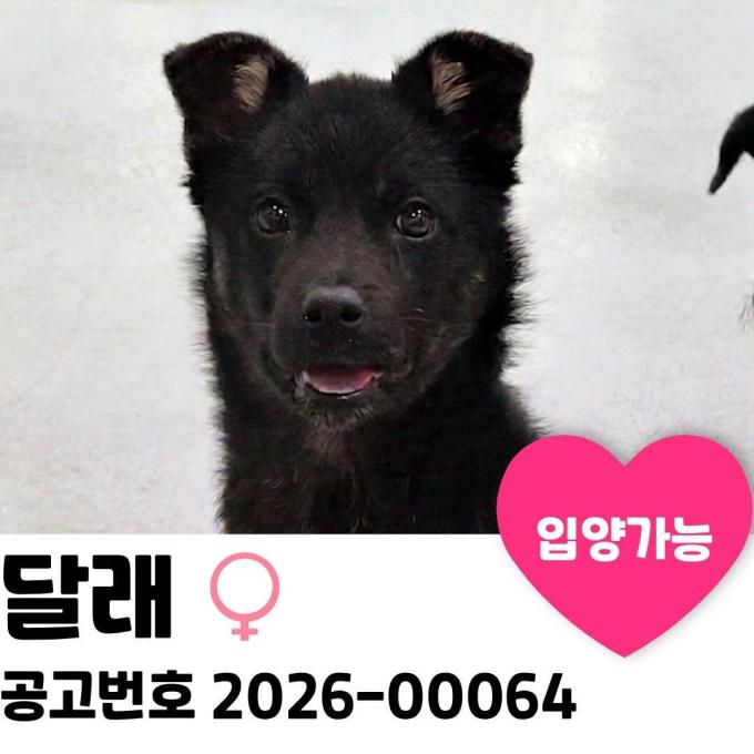 달래의 가족을 찾습니다. 이미지