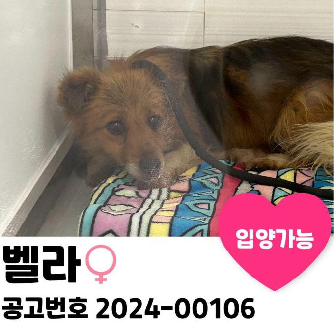 벨라의 가족을 찾습니다. 이미지