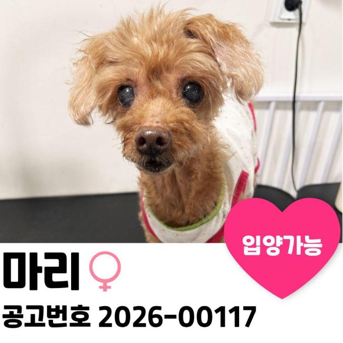 마리의 가족을 찾습니다. 이미지