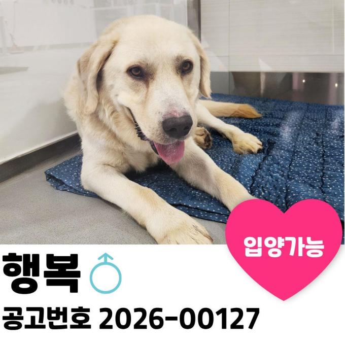 행복이의 평생 가족은 어디에? 이미지