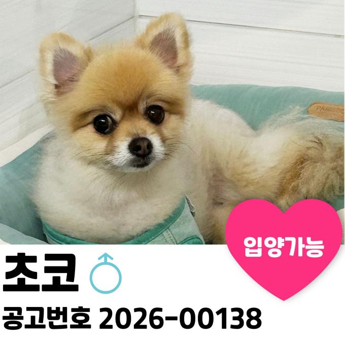 초고의 마음을 보듬어 주실 분 없나요? 이미지