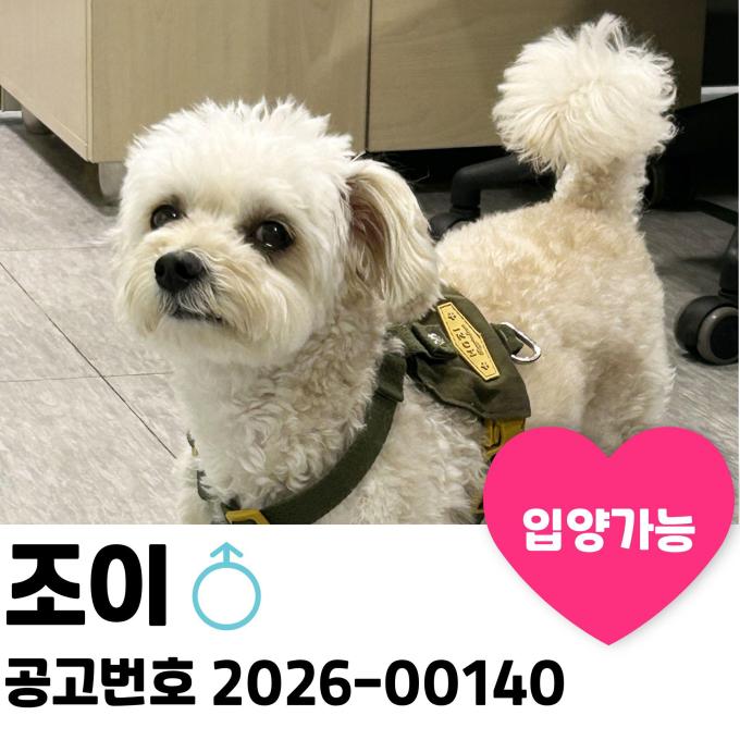 조이의 새 가족을 찾습니다. 이미지