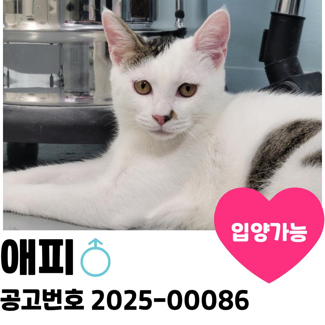애피의 가족을 찾습니다 이미지 1 - 본문에 자세한설명을 제공합니다.