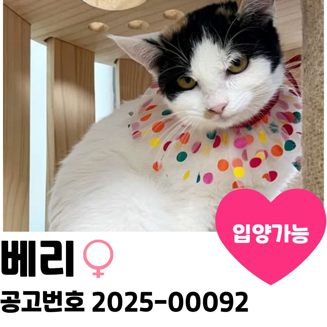 베리의 가족을 찾습니다 이미지 1 - 본문에 자세한설명을 제공합니다.