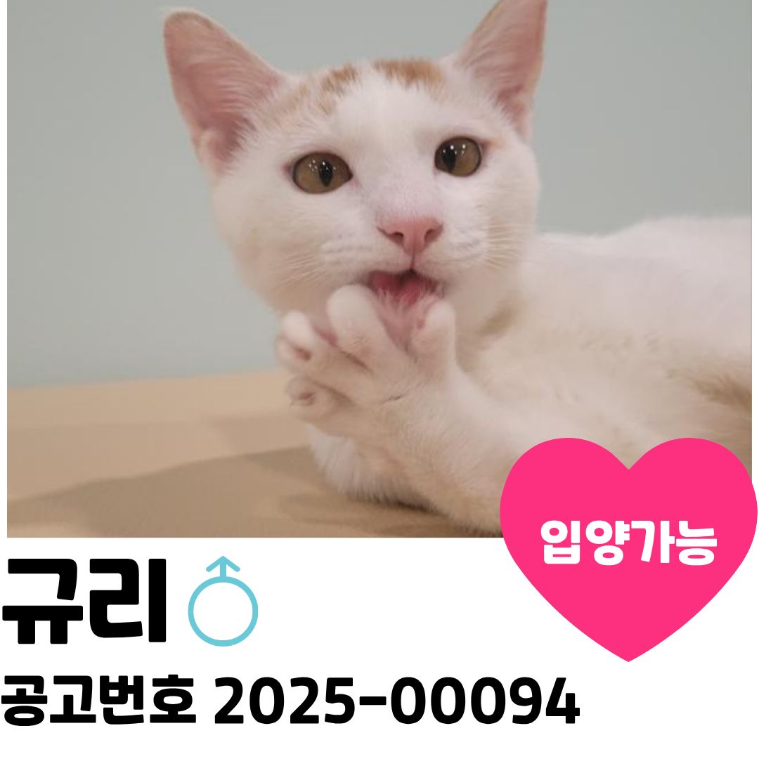 규리의 가족을 찾습니다 이미지 1 - 본문에 자세한설명을 제공합니다.