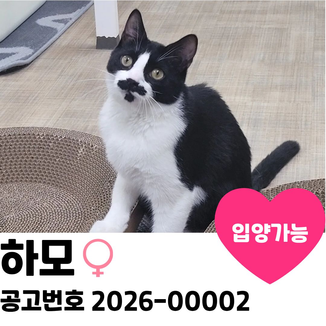 하모의 가족을 찾아요 이미지 1 - 본문에 자세한설명을 제공합니다.