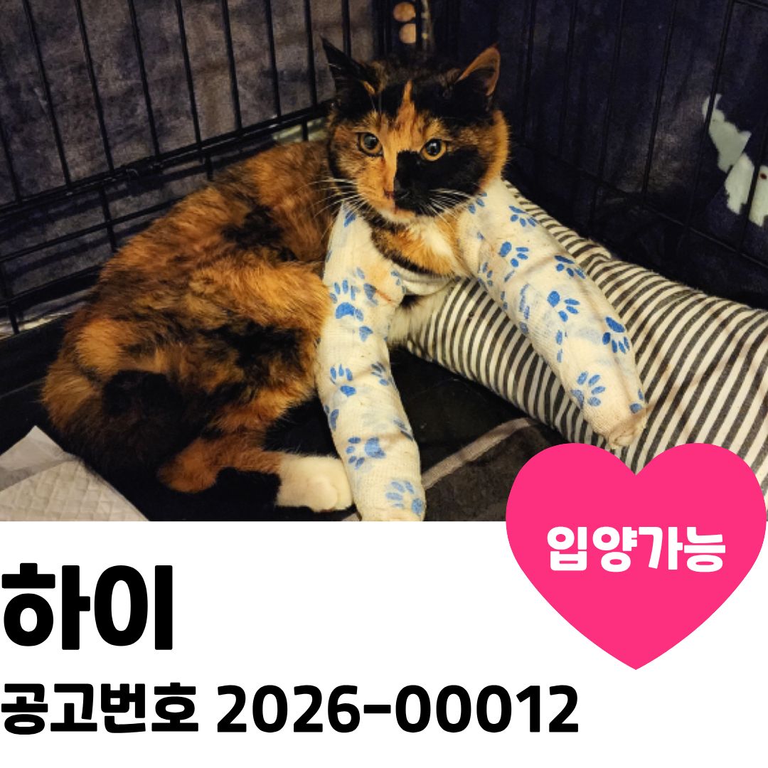 하이의 가족을 찾습니다 이미지 1 - 본문에 자세한설명을 제공합니다.