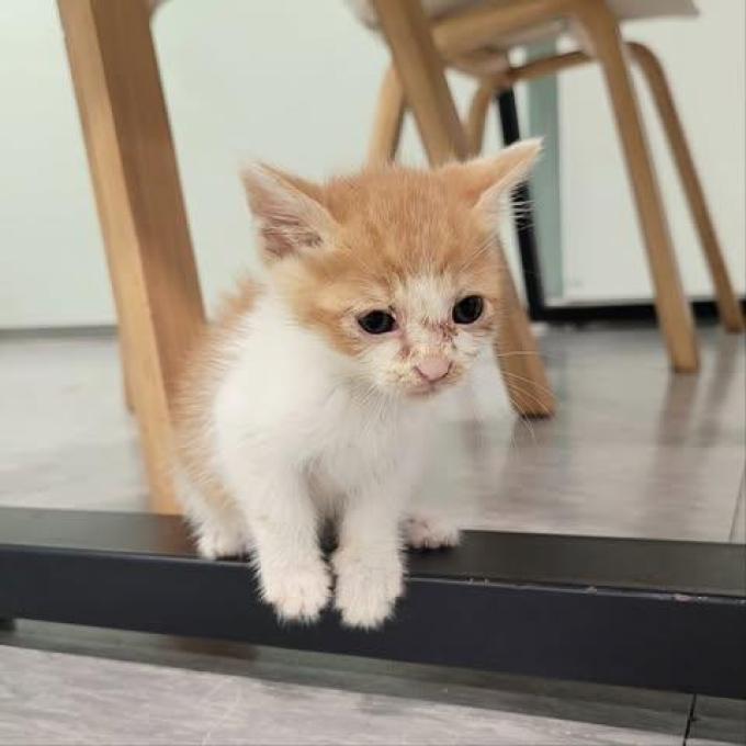 오카의 가족을 찾습니다 이미지