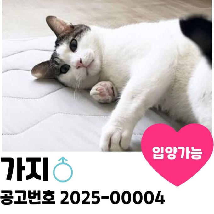 가지의 가족을 찾습니다 이미지