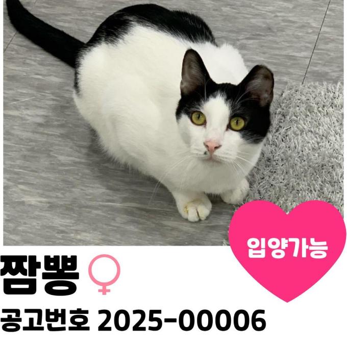 짬뽕이의 가족을 찾습니다 이미지