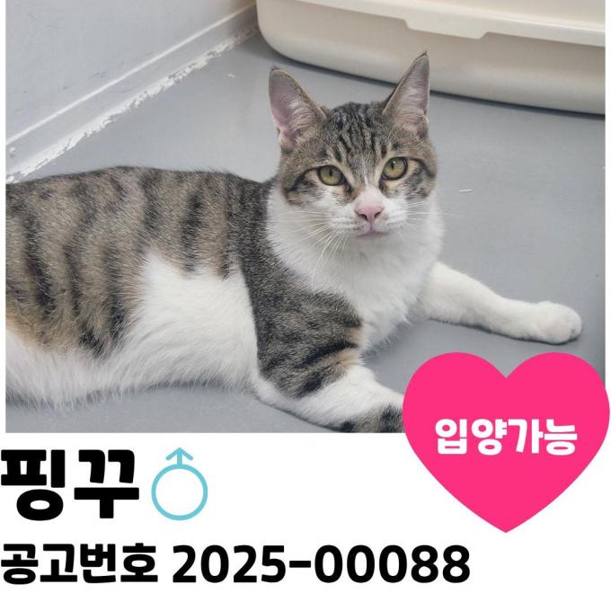 핑꾸의 가족을 찾습니다 이미지