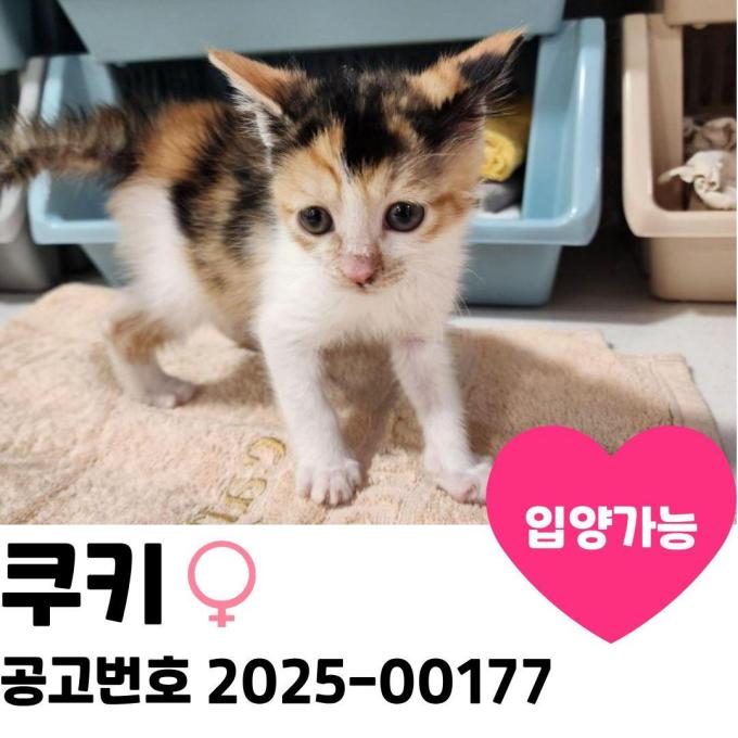 쿠키의 가족을 찾습니다 이미지