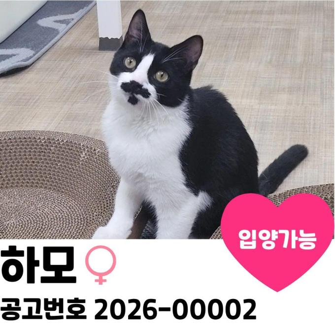 하모의 가족을 찾아요 이미지