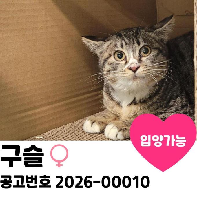 구슬이의 가족을 찾습니다 이미지