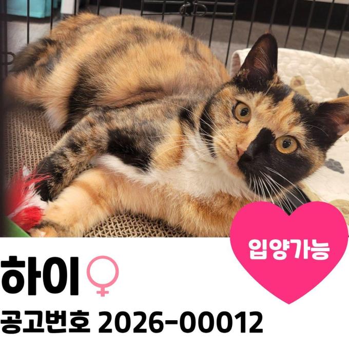 하이의 가족을 찾습니다 이미지