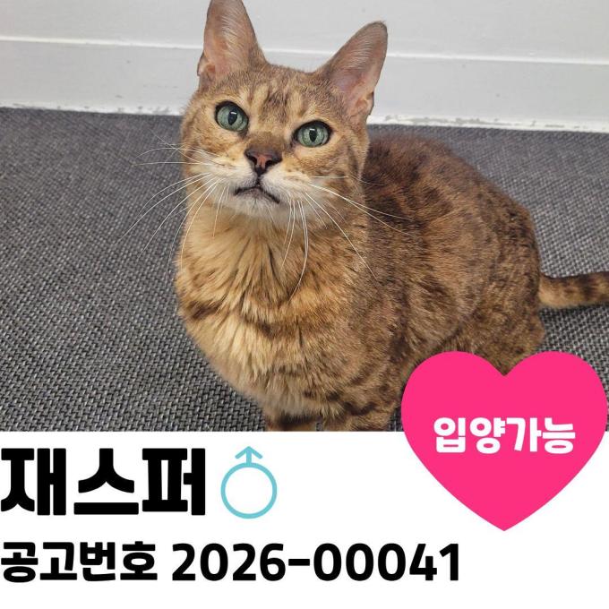재스퍼의 가족을 찾습니다 이미지