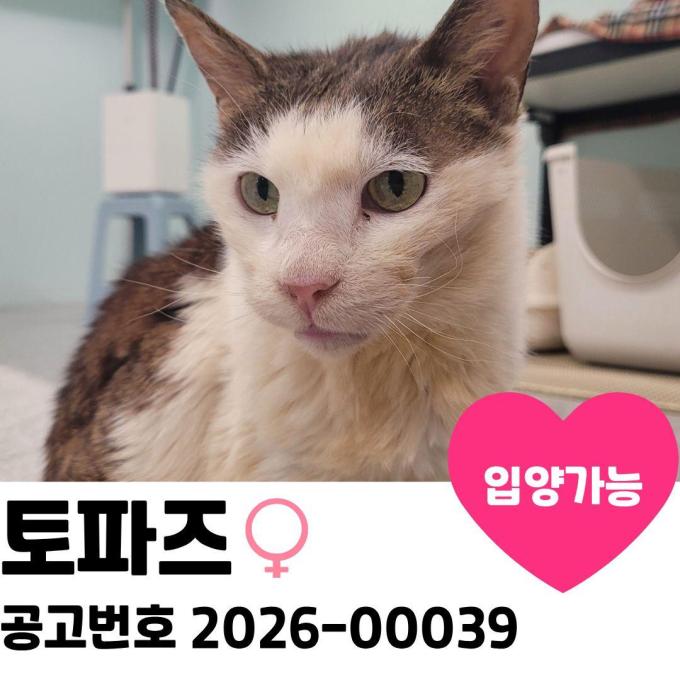 토파즈의 가족을 찾습니다 이미지