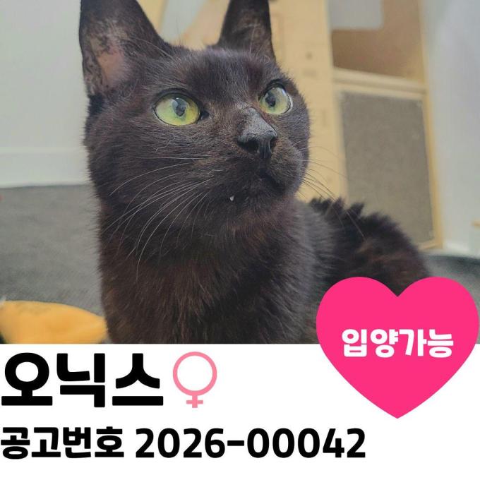 오닉스의 가족을 찾습니다 이미지