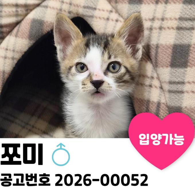 쪼미의 가족을 찾습니다. 이미지