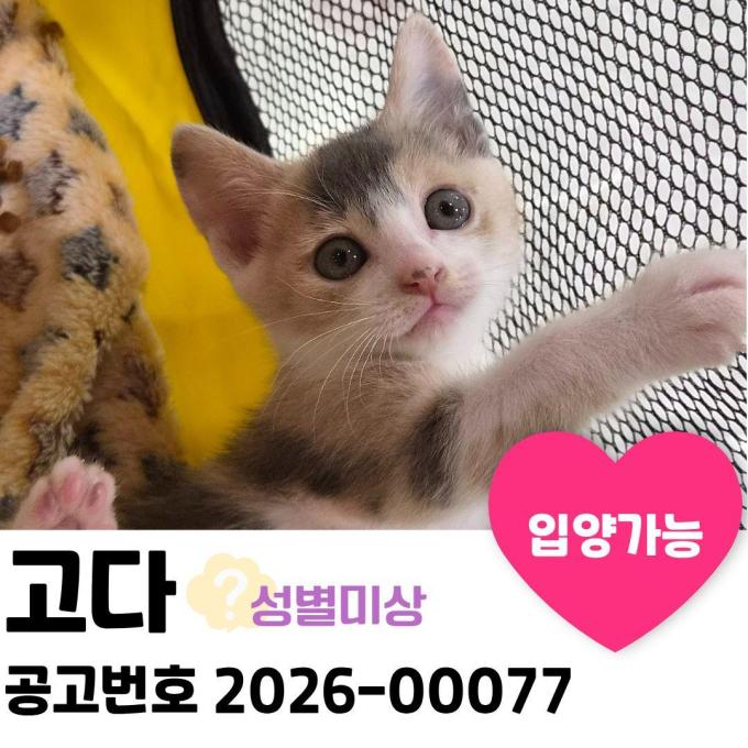 고다의 가족을 찾아요 이미지