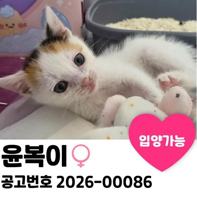 윤복이의 가족을 찾습니다. 이미지