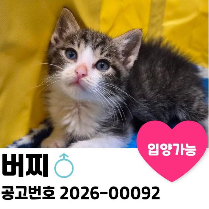 버찌의 가족을 찾아요. 이미지