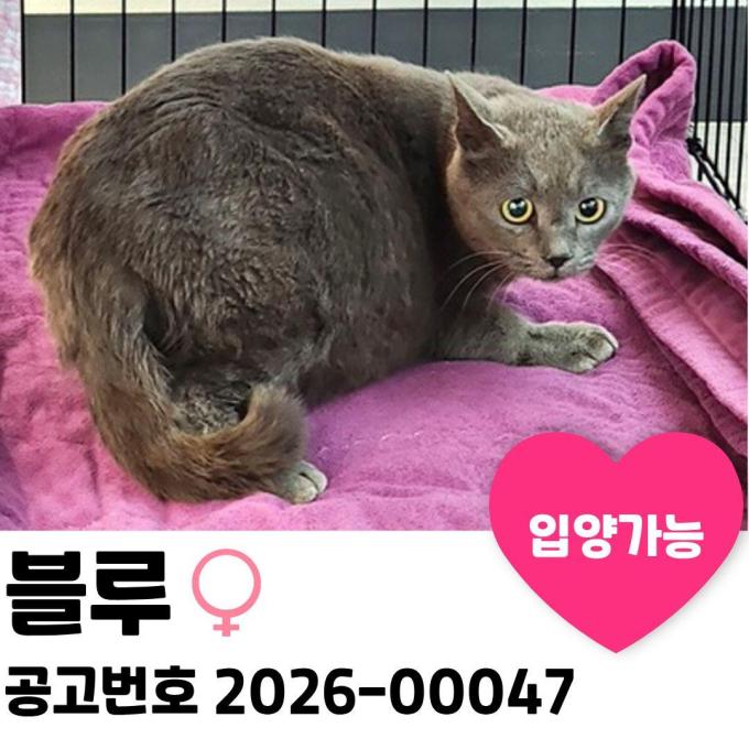 블루의 가족을 찾습니다. 이미지