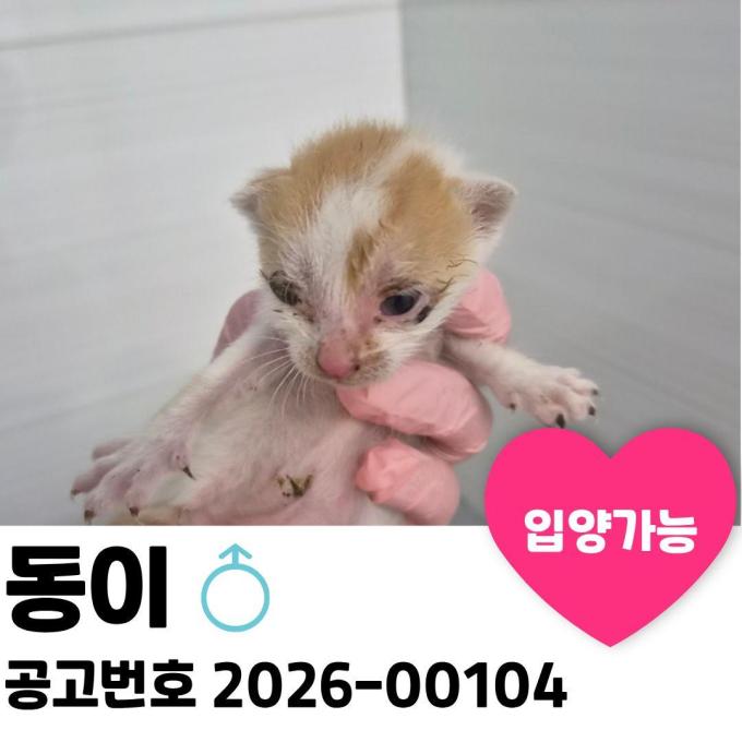 동이의 가족을 찾습니다. 이미지