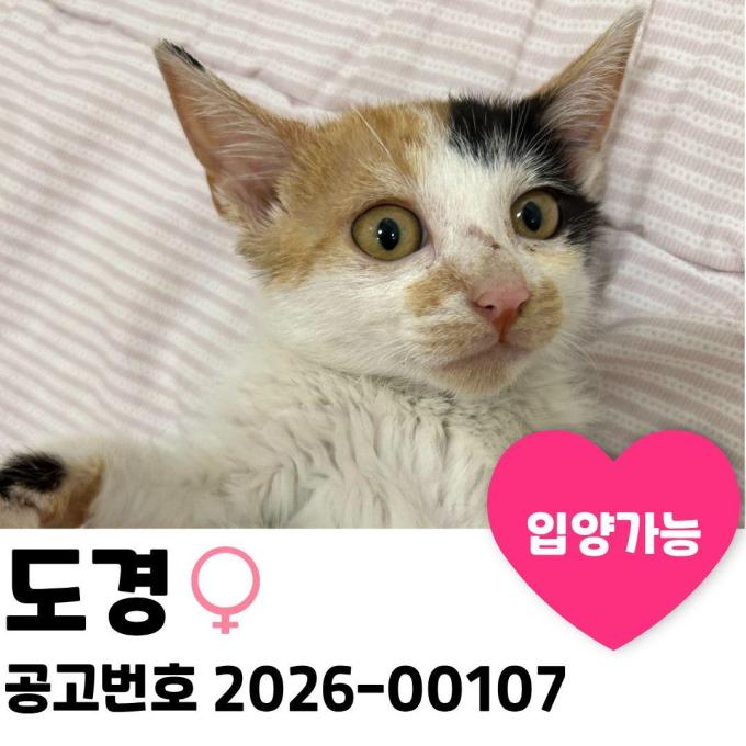 도경이의 가족을 찾습니다. 이미지