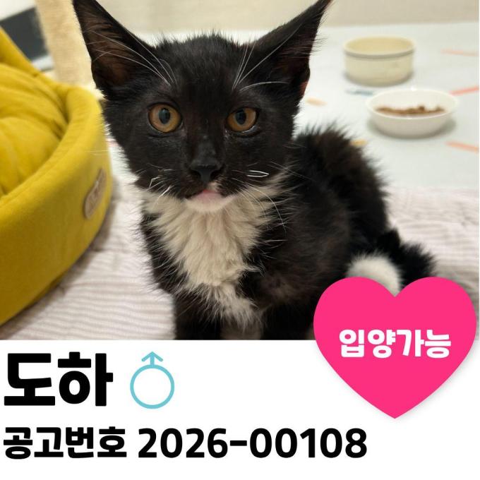 도하의 가족을 찾습니다. 이미지