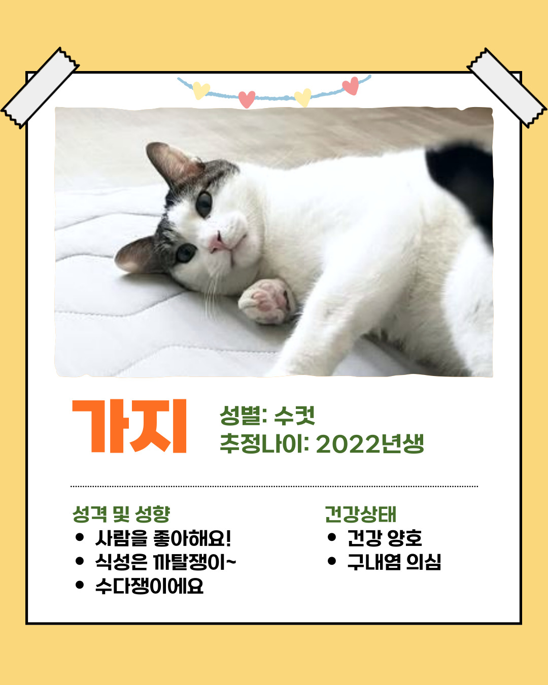 반려돌봄센터 아이들의 '임보처'를 찾습니다 이미지 2 - 본문에 자세한설명을 제공합니다.